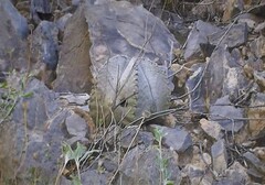 Astrophytum coahuilense