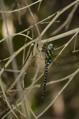 Rhionaeschna psilus