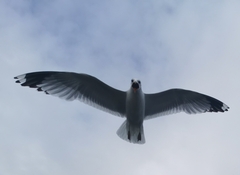 Larus canus