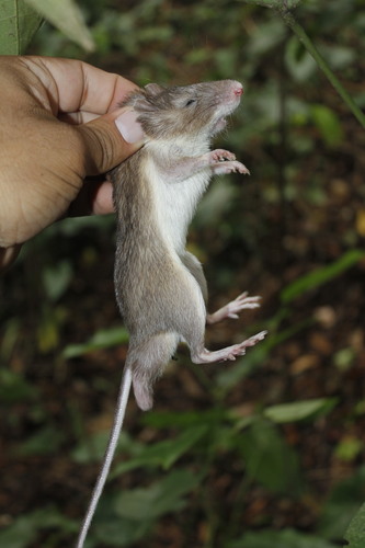 Desmarest's Spiny Pocket Mouse