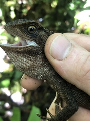 Enyalioides