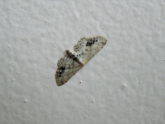 Lepidoptera