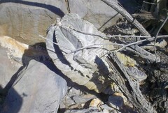 Astrophytum coahuilense