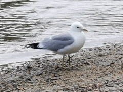 Larus canus