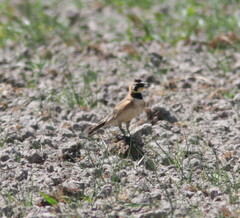 Eremophila alpestris strigata