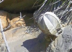 Astrophytum coahuilense