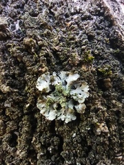 Physciaceae