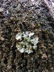 Physciaceae
