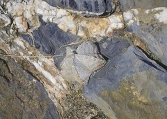 Astrophytum coahuilense