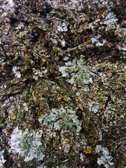 Physciaceae