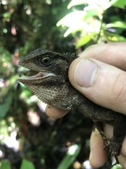 Enyalioides