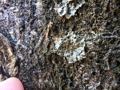 Physciaceae