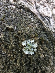Physciaceae