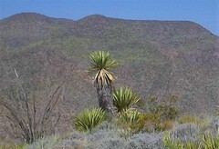 Yucca carnerosana