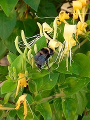 Bombus