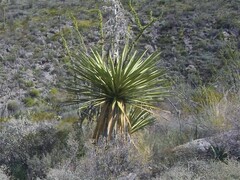 Yucca faxoniana