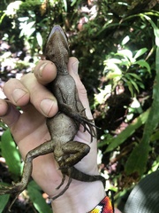 Enyalioides