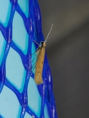 Ypsolopha unicipunctella