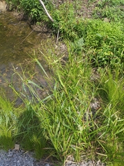 Juncus effusus effusus