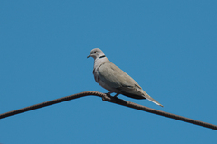Streptopelia decaocto
