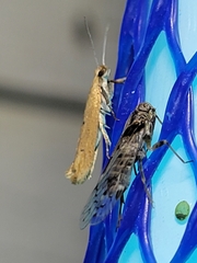 Ypsolopha unicipunctella