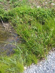 Juncus effusus effusus