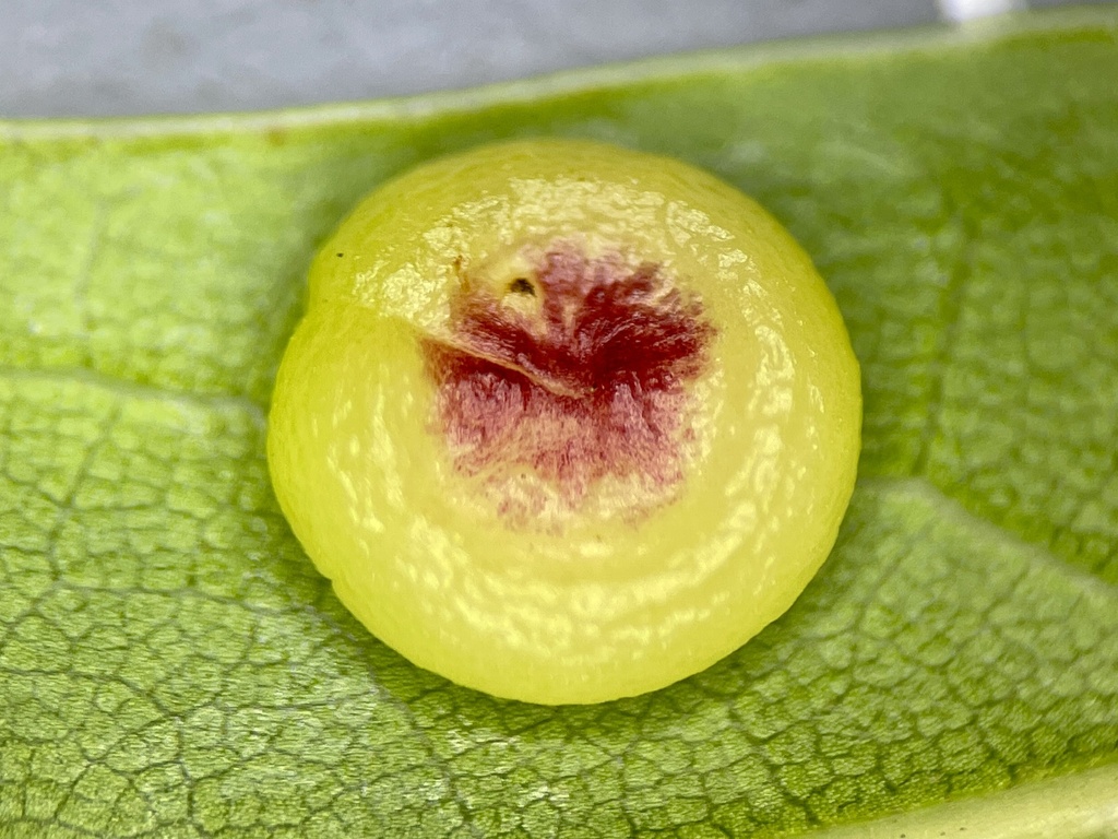 Dryocosmus albidus