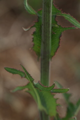 Sonchus wilmsii