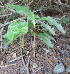 Solanum goetzei
