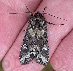 Mamestra configurata