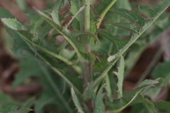 Sonchus wilmsii