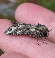 Mamestra configurata