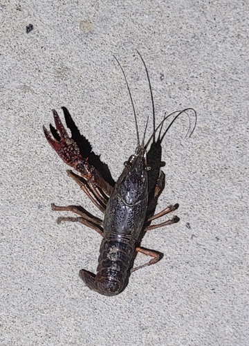 Red Swamp Crayfish