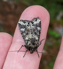 Mamestra configurata