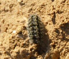 Coscinia chrysocephala