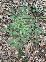 Ligusticum canadense