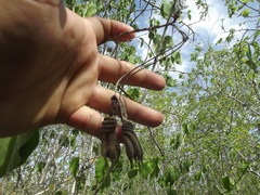 Helicteres baruensis