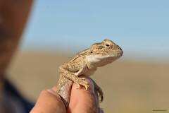 Trapelus mutabilis