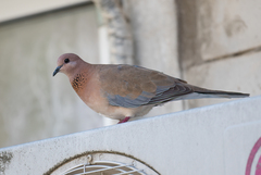 Streptopelia senegalensis