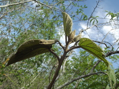 Helicteres baruensis