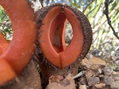 Hydnora africana