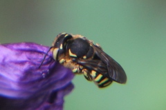 Anthidium