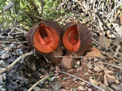 Hydnora africana