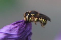 Anthidium