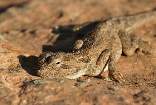 Desert Agama