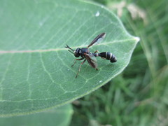 Physocephala marginata