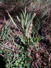 Urochloa panicoides