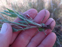Urochloa panicoides