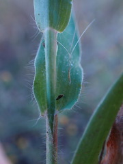 Urochloa panicoides