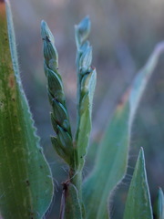 Urochloa panicoides